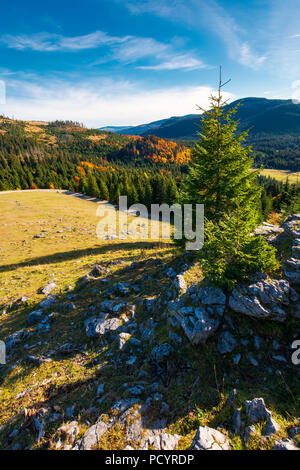 spruce tree on a cliff. beautiful sunrise in mountains. lovely autumn weather Stock Photo