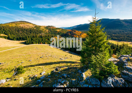 spruce tree on a cliff. beautiful sunrise in mountains. lovely autumn weather Stock Photo