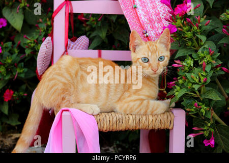 kitten, ginger, 3 month old, lying on a baby chair in the garden Stock Photo