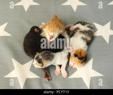 four newborn kitten, 6 days old, lying together on a carpet Stock Photo