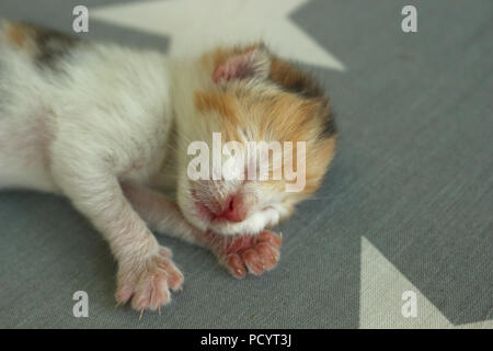 newborn kitten, 6 days old, lying on a carpet Stock Photo