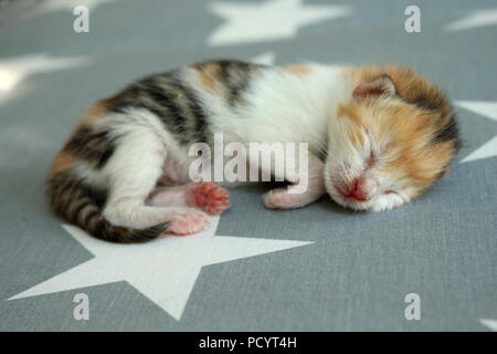 newborn kitten, 6 days old, lying on a carpet Stock Photo