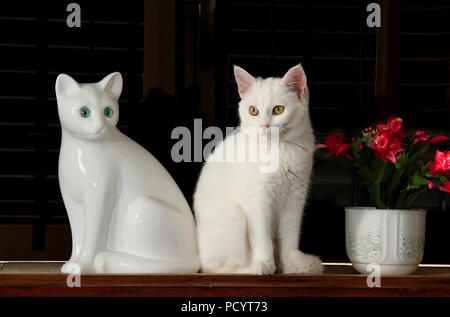 white kitten, 3 month old, sitting close to a white figurine of a cat Stock Photo