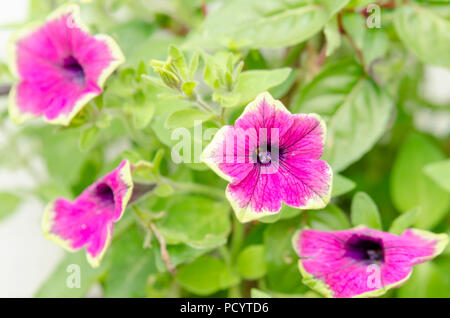 Petunia buzz purple flower, Petunioideae Stock Photo