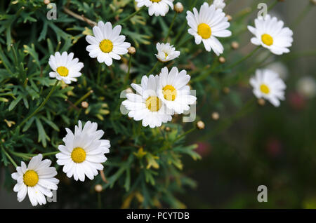 Shasta Daisies, Shasta Daisy Flowers (Leucanthemum × superbum) large daisies daisy growing in a pot Stock Photo