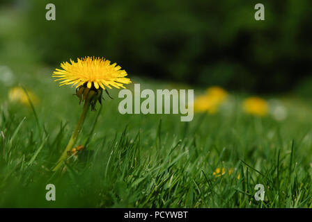 One yellow dandelion focussed surrounded by many dandelion flowers and green grass in spring, summer Stock Photo