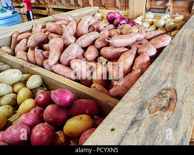 On display for sale in a roadside farm or farmer's market are yukon gold potatoes, sweet potatoes, red potatoes, red onions and white onions in USA. Stock Photo