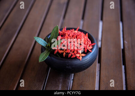 Ixora chinensis flower head and leaves in a small terracotta pot on a wooden table Stock Photo