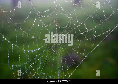 Raindrops on spider net after the rain Stock Photo