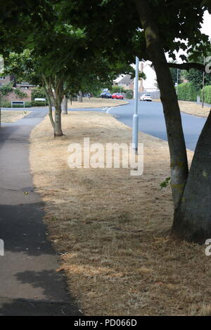 Dead Grass , hot summer , Larkfield , Kent Stock Photo