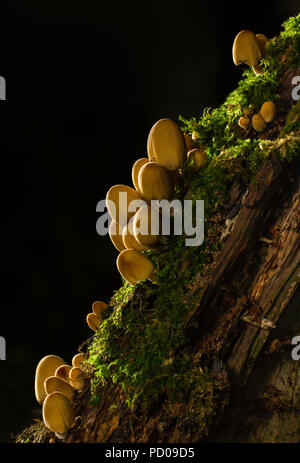 Group of fungi, Coprinellus micaceus or Glistening Inkcap, growing on the stump of a fallen tree. Stock Photo