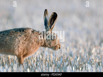 A brown Hare gets up from the stubble field and stretches before moving off. Stock Photo