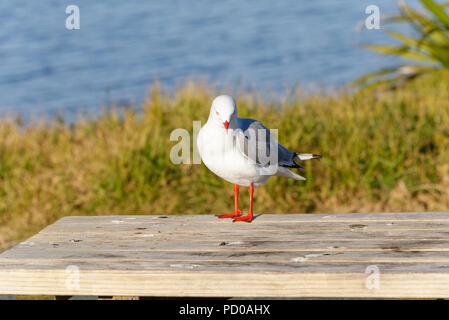A red billed gull standing on a table with bird poo on the table too Stock Photo