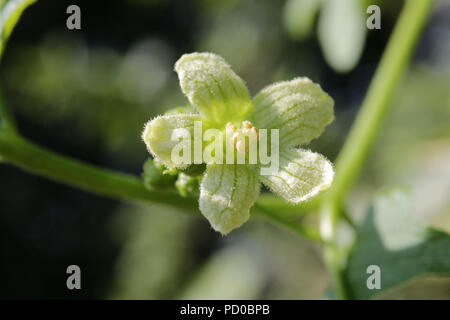 White bryony, Bryonia dioica Stock Photo