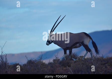 South Africa, a fantastic travel destination to experience third and first world together. Gemsbok silhouette on mountains in Karoo National Park. Stock Photo
