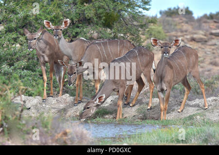 South Africa, a fantastic travel destination to experience third and first world together. Kudu cows drink wat waterhole in Karoo National Park. Stock Photo