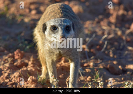 South Africa, a fantastic travel destination to experience third and first world together. Suricat or meerkat foraging in Addo Elephant park. Stock Photo