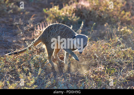 South Africa, a fantastic travel destination to experience third and first world together. Suricat or meerkat foraging in Addo Elephant park. Stock Photo