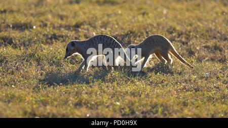 South Africa, a fantastic travel destination to experience third and first world together. Suricat or meerkat foraging in Addo Elephant park. Stock Photo