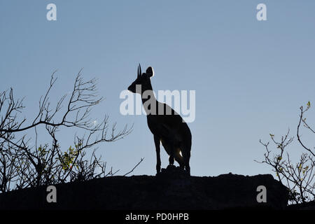 South Africa, a fantastic travel destination to experience third and first world together. Klipspring antelope sentinel silhouetted on top of rock. Stock Photo