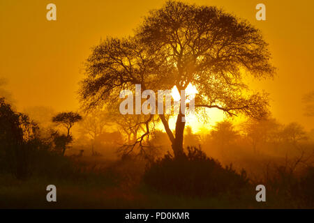 South Africa, a fantastic travel destination to experience third and first world together. Ethereal sunrise on misty morning in Kruger National Park. Stock Photo