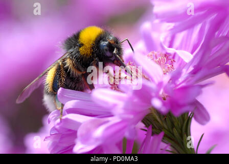 Macro yellow and black bumblebee (Bombus terrestris) feeding on flower of aster Stock Photo