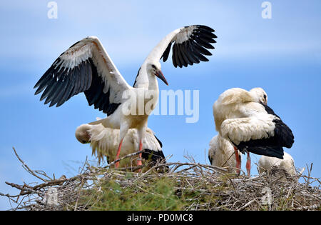 White storks (Ciconia ciconia) on their nest on blue sky background, in the Camargue is a natural region located south of Arles  France Stock Photo