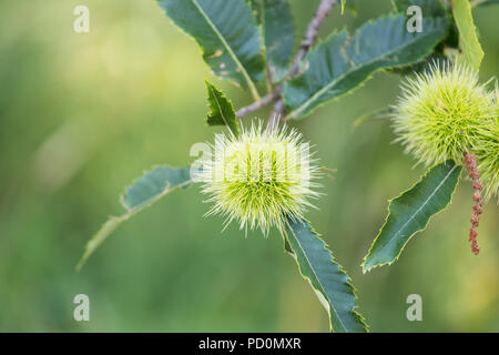 Chestnut tree with spiky green chestnuts photographed in Zürich ...
