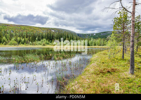 Forest lake in the woodland Stock Photo