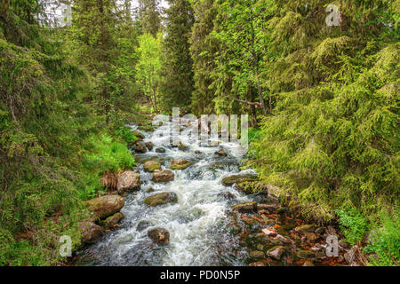 Wild river in a coniferous forest Stock Photo