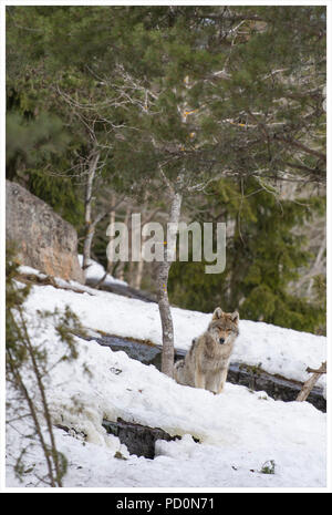 A grey wolf sit in the snow Stock Photo