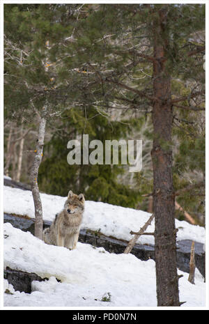 A grey wolf sit in the snow Stock Photo
