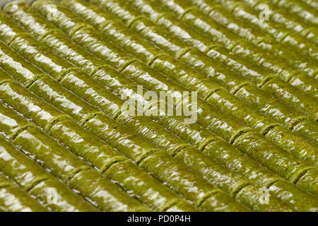 Pistachio rolls baklava,Fistik sarma, Turkish traditional dessert Stock Photo