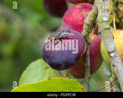 Flesh fly Sarcophaga bercaea feeding on ripe plums Stock Photo
