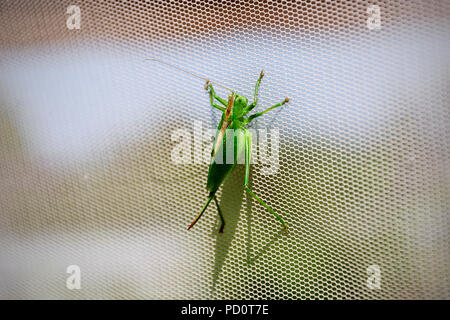 Great Green Bush Cricket (Tettigonia viridissima) Stock Photo