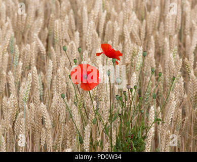 Field Poppies in wheat Stock Photo