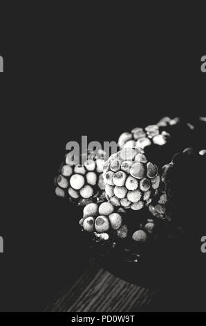 Blackberries Stock Photo