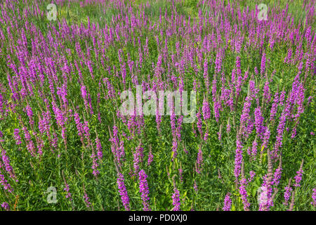Field of Purple Loosestrife - Lythrum salicaria - flowers, France. Stock Photo
