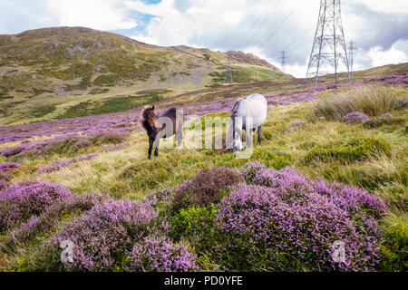 Wild Carneddau ponies mare and foal grazing in flowering heather on hills in northern Snowdonia National Park in summer. Llanfairfechan Conwy Wales UK Stock Photo