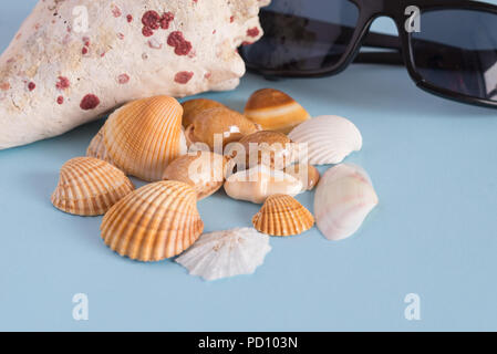 Close-up of various seashells and black glasses on a light blue background. . Horizontal view. Minimalist image that capture the spirit of summer. Aca Stock Photo