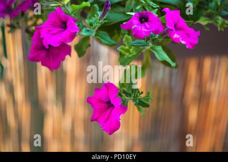 Beautiful purple magenta petunia flowers growing in summer balcony garden during sunny summer evening Stock Photo