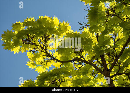Japanese Maple tree green leaves against a blue sky. Stock Photo