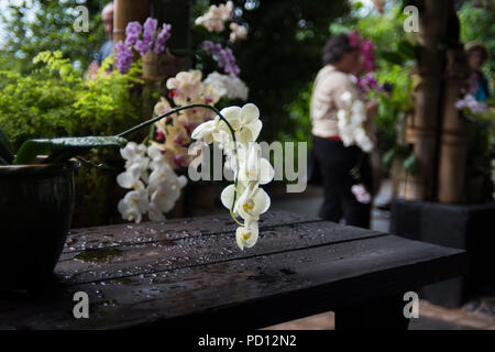 Moth Orchids at the Eden Project. Stock Photo