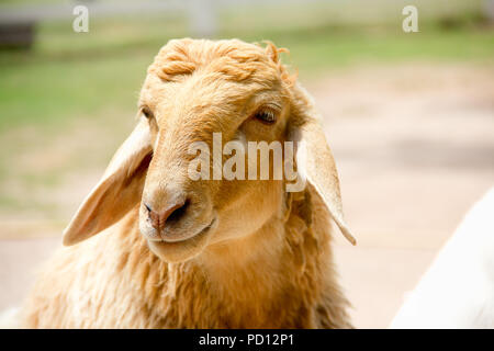 Closeup eye of white and brown sheeps Stock Photo