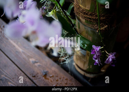 Moth Orchids at the Eden Project. Stock Photo