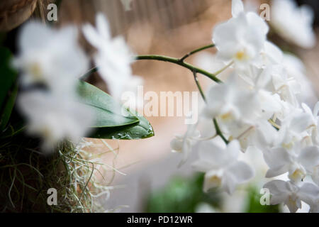 Moth Orchids at the Eden Project. Stock Photo