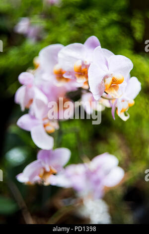 Moth Orchids at the Eden Project. Stock Photo