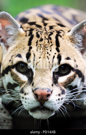 A Ocelot staring, Bergen County Zoo, Paramus, NJ Stock Photo