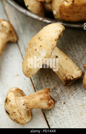 pied de mouton mushroom Stock Photo