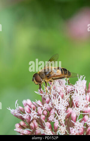 Hoverfly Volucella inanis (Syrphidae), England, UK Stock Photo
